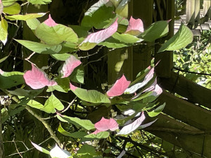 Actinidia  kolomikta 
